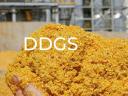 Kukorica DDGS