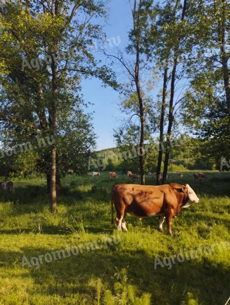 Törzskönyves tenyészbika,  lajstromszámos,  kettős hasznú