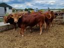 Tauri de reproducție Limousin de vânzare