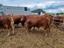 Tauri de reproducție Limousin de vânzare