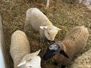 6db merinói birka és bárány