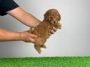 Registrované štěně toy pudla - Toy Pudl