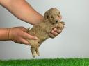 Registrované štěně toy pudla - Toy Pudl