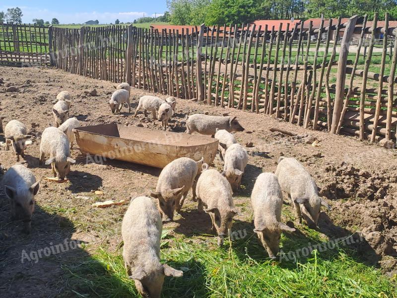 Tisztavérű,  szőke mangalica kismalacok eladók