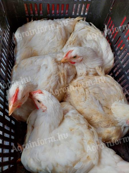 White chicken 1,2-1,5 kg for sale in Debrecen