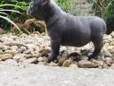 Francia bulldog-jellegű kiskutya