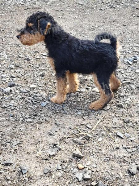 Welsh terrier-jellegű kölykök