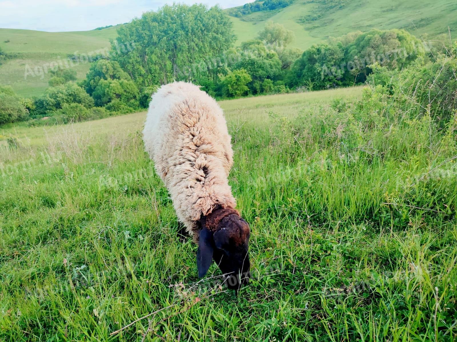 Eladó hasas anyák és a más birkák! - Heves vármegye 3252 Erdőkövesd ...