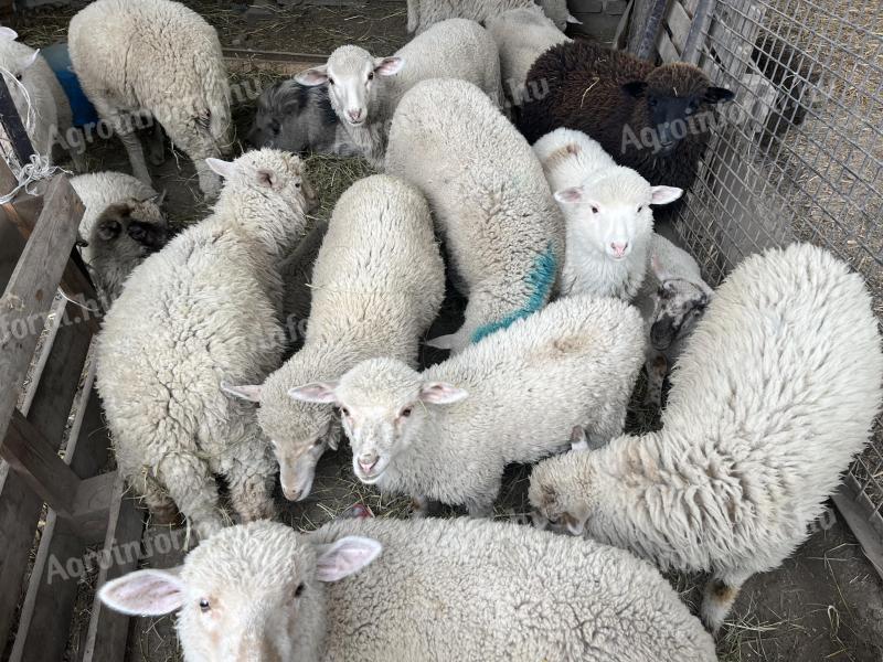 Eladó bárányok