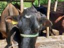 Jersey-borzderes tehén eladó