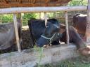 Jersey-borzderes tehén eladó