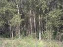 Vágásra érett erdőt keresek megvételre