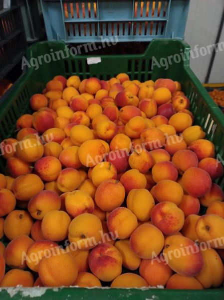 Aprikosen zu verkaufen