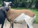 Kameruni bárány,  kameruni kosbárány,  kameruni kos