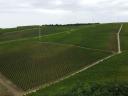 Eladó 8,2 hektár szőlőterület a Villányi Borvidéken