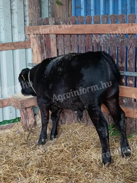 Új lakóhelyet váltanának a képen látható bikaborjak