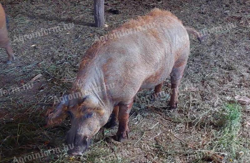 Eladó mangalica kan