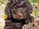 Lagotto Romagnolo