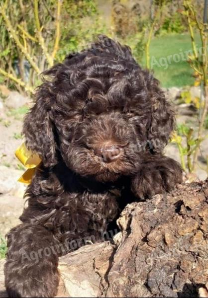 Lagotto Romagnolo