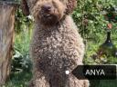 Lagotto Romagnolo