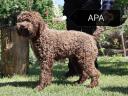 Lagotto Romagnolo