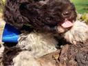 Lagotto Romagnolo