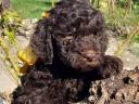 Lagotto Romagnolo