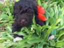 Lagotto Romagnolo