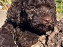 Lagotto Romagnolo