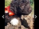 Lagotto Romagnolo