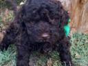 Lagotto Romagnolo