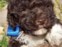 Lagotto Romagnolo