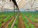 Eladó 6,1 hektár belterületi kertészet saját termálkúttal Tiszakécske-Kerekdombon