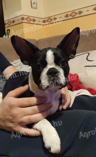 Törzskönyvezett Boston terrier kiskutyák eladók