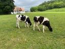 Holstein-fríz bika borjak