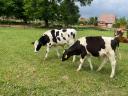 Holstein-fríz bika borjak