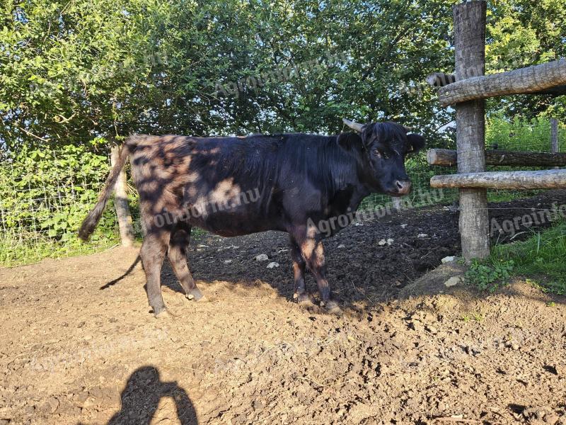 Marha steak üsző