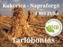 Kukorica - Napraforgó HATÉKONY TARLÓBONTÁS