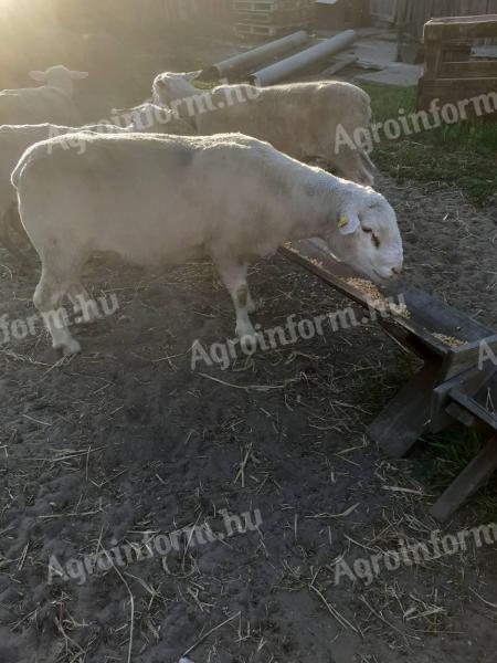 Ile de France törzs kost cserélnék