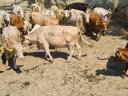 Charolais keresztezett tehén állomány ELADÓ