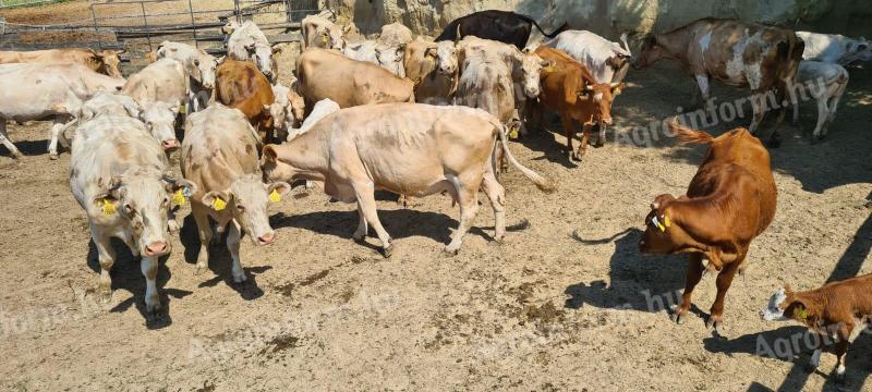 Charolais keresztezett tehén állomány ELADÓ
