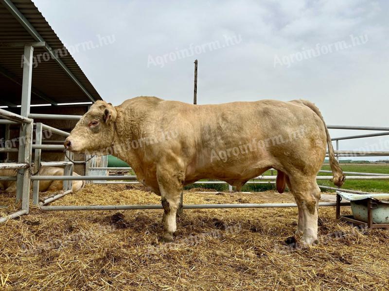 Eladó Charolais tenyészbika