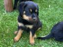 Rottweiler kiskutyák