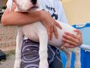 Törzskönyvezett argentin dog,  10 hetes kan kiskutya