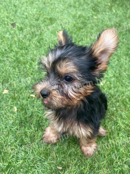 Yorkshire terrier törzskönyvezett nagyon pici kiskutyák ezüst cser színűek gazdit keresnek