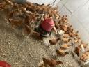 Redmaster 8,5 hetes csirke eladó