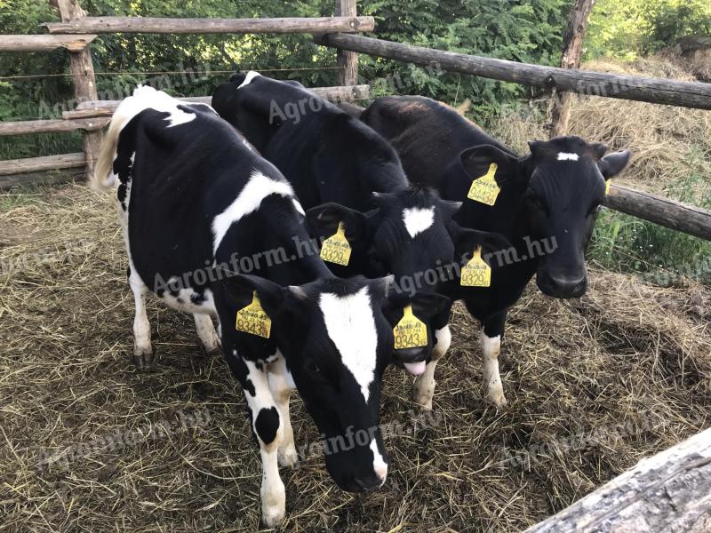 Holstein fríz üszők