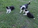 Border Collie kiskutyák