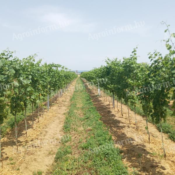 Irsai Olivér szőlő termés eladó Balatonboglár Július 26-tól