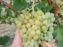 Irsai Olivér szőlő termés eladó Balatonboglár Július 26-tól